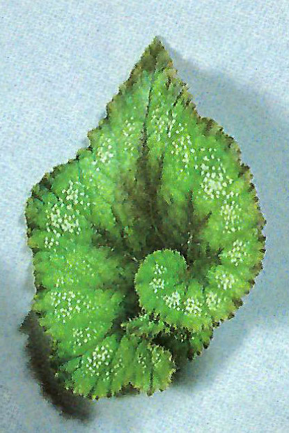 B. ‘Green Spiral’